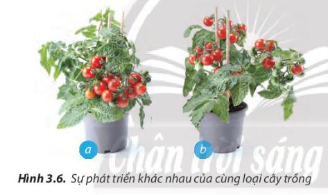 Lý thuyết quy trình trồng trọt - Công Nghệ 7</>