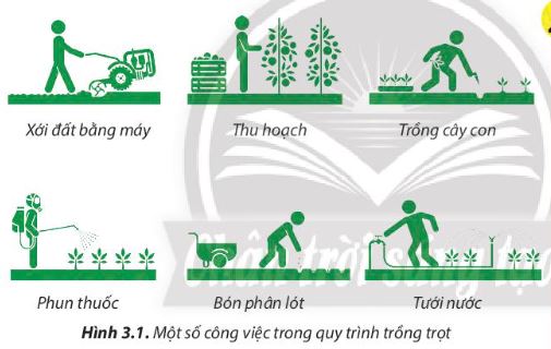 Lý thuyết quy trình trồng trọt - Công Nghệ 7