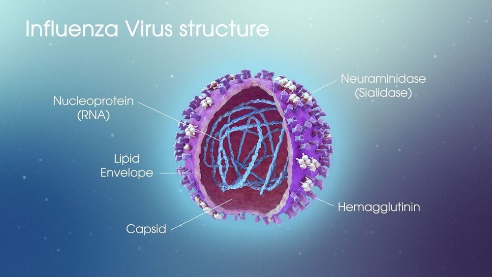 Đặc điểm cấu tạo virus cúm
