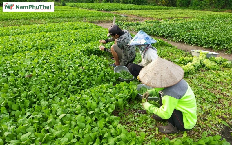 Các phương pháp thu hoạch nông sản phổ biến nhất hiện nay