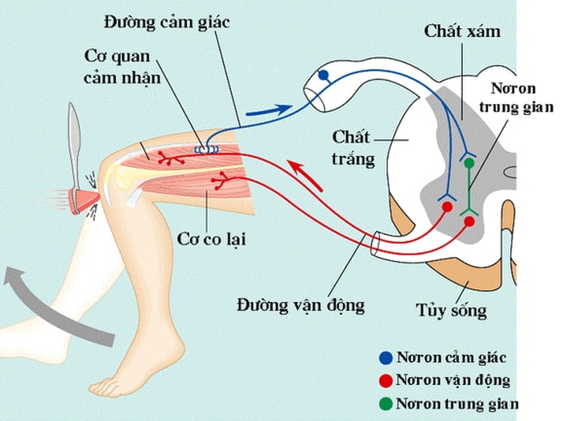 Cung phản xạ là gì? Ví dụ và ứng dụng của cung phản xạ trong cuộc sống 4