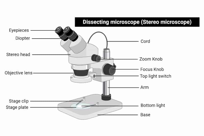 Các bước sử dụng kính hiển vi giúp quan sát hiệu quả nhất