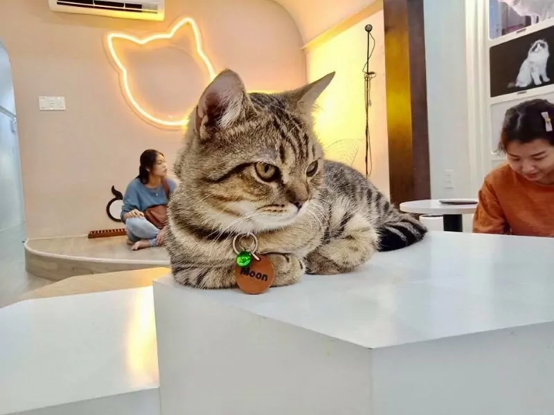 be meo tai quan catfe