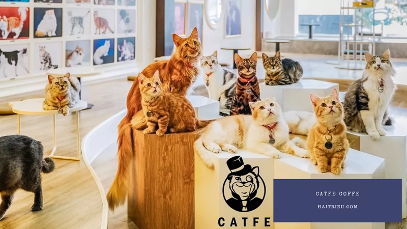 quan ca phe meo o sai gon