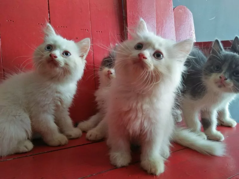 hinh anh meo tren fanpage chryl kitten coffee