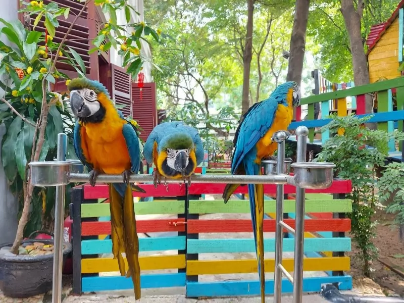 pet me coffee tai thu duc