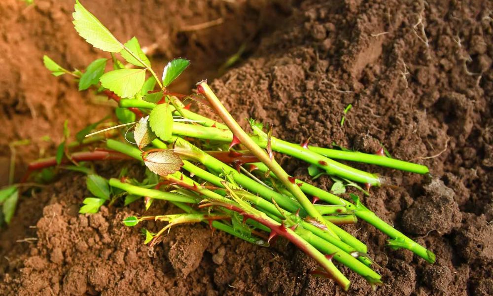 Đất trong vườn giâm cành cần giàu dinh dưỡng và thoát nước 