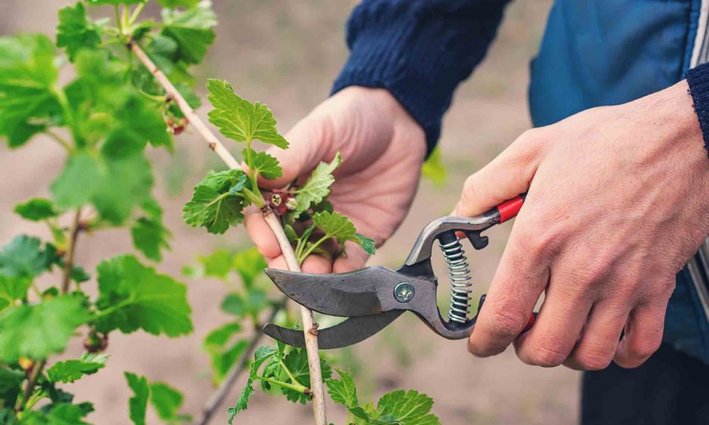 Kỹ thuật giâm cành 1 phát ăn ngay cho “nông dân phố”