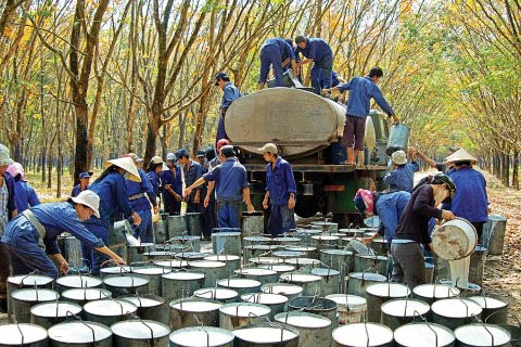 Thu hoạch mủ cao su