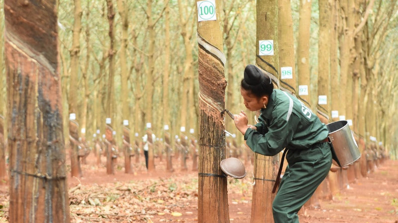 Cao su đã nhanh chóng trở thành một trong những cây công nghiệp quan trọng của quốc gia