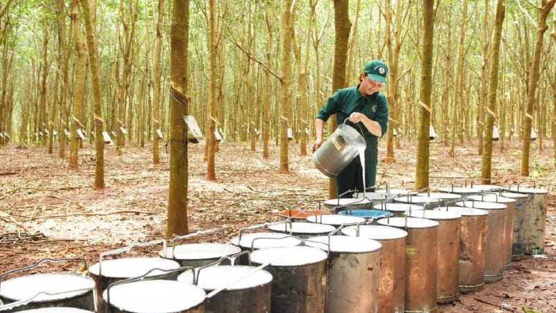 Bước đầu tiên là thu hoạch mủ cây cao su