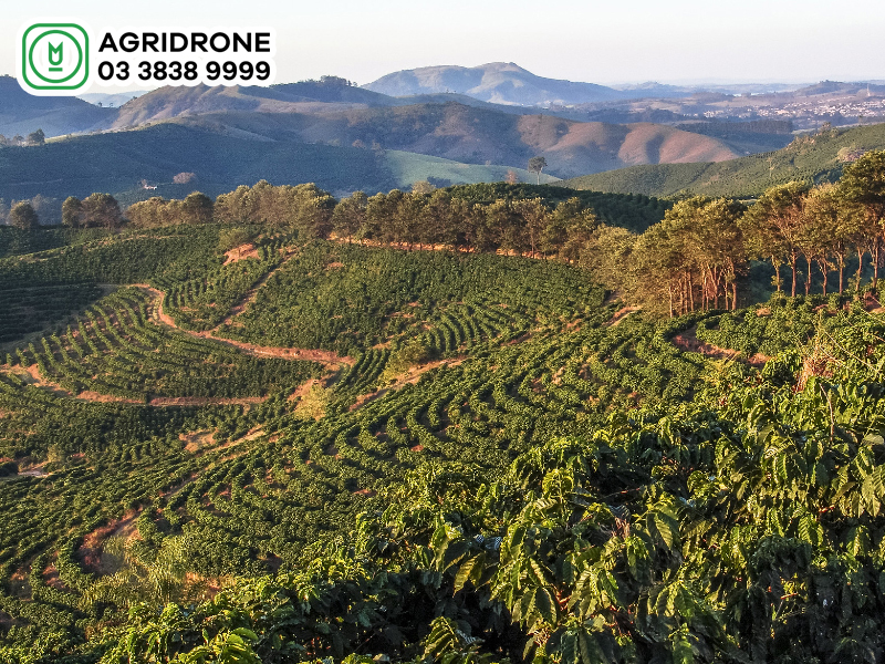 cay ca phe duoc trong nhieu nhat o vung 2