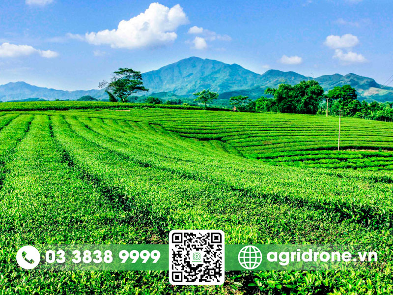 Cây chè cần điều kiện khí hậu thế nào