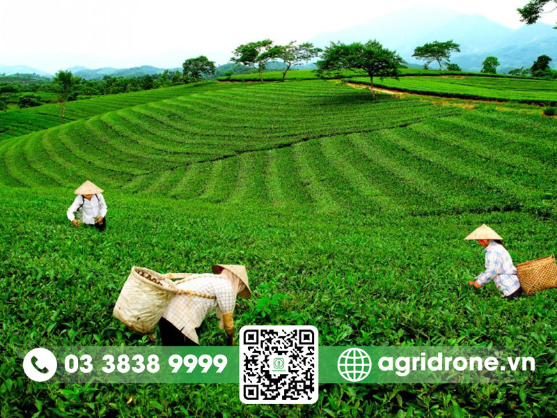 Cây chè cần điều kiện khí hậu thế nào?