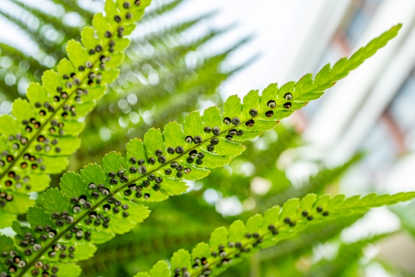 Cây Dương Xỉ Có Hạt Không? Giải Đáp A-Z