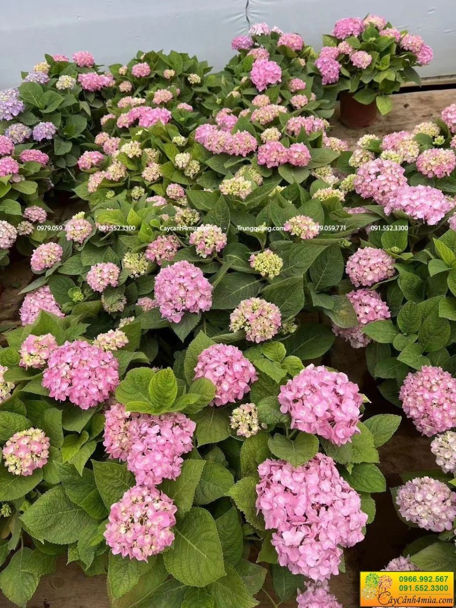 cẩm tú cầu nhiệt đới chịu nhiệt tốt