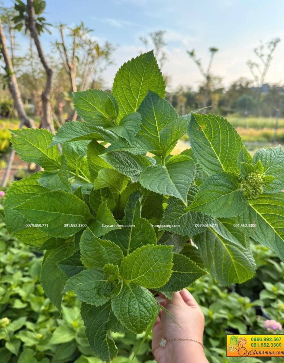 cây cẩm tú cầu nhiệt đới trước khi ra hoa