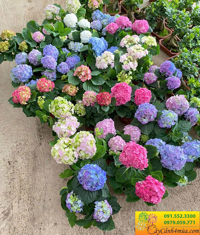 bán cây hoa cẩm tú cầu màu xanh