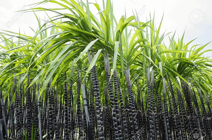 Tại sao nên thực hiện công tác chuẩn bị đất trồng mía cẩn thận?