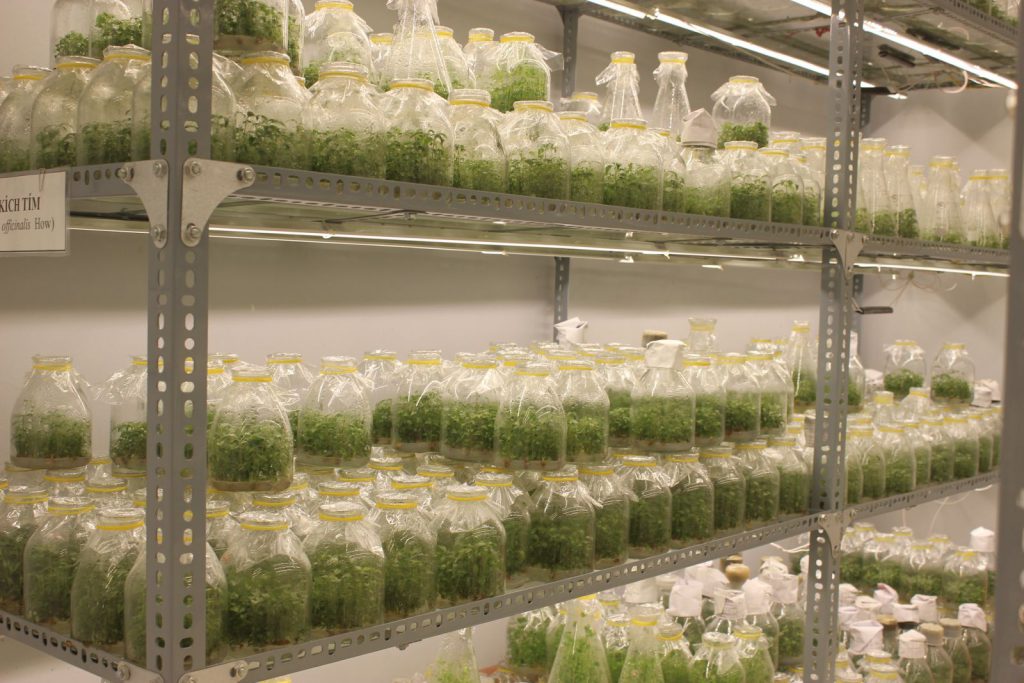 Cong-nghe-nhan-giong-In-Vitro