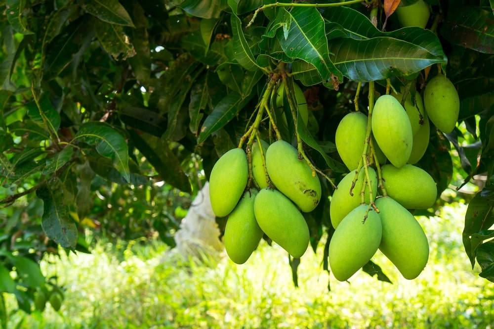 Trồng Cây Xoài Trước Nhà Có Tốt Không? Giải Mã Lợi Ích