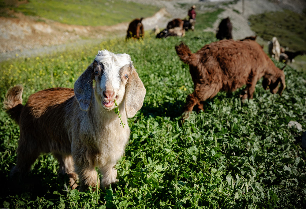 chan nuoi gia suc an co 4