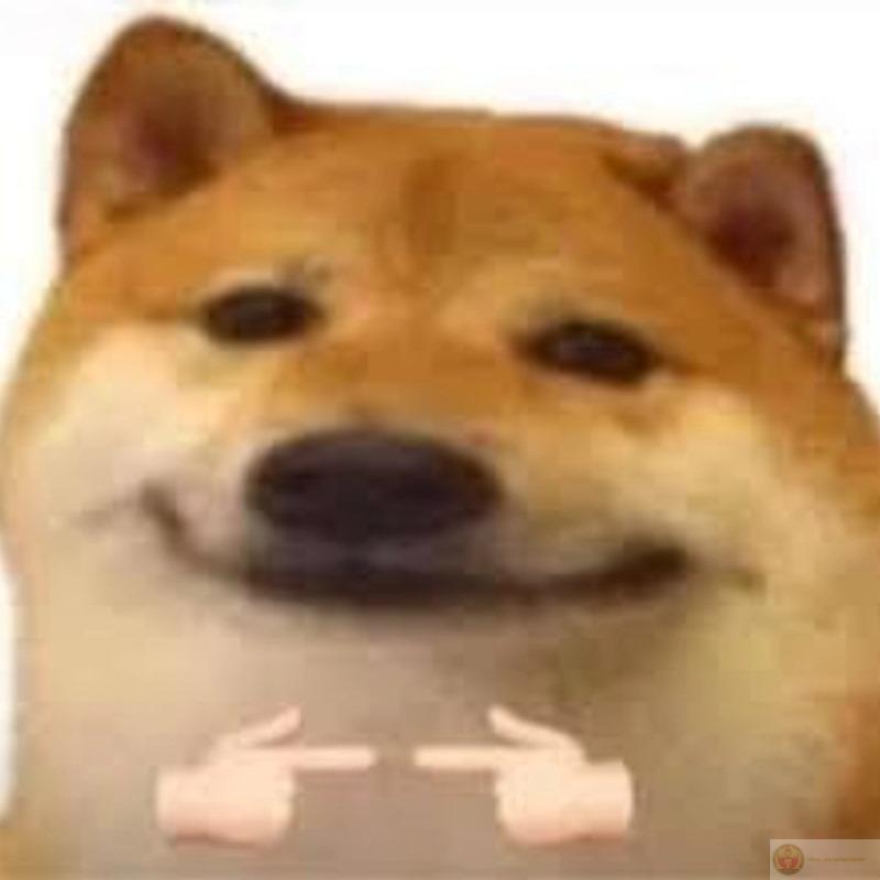Meme chó Shiba