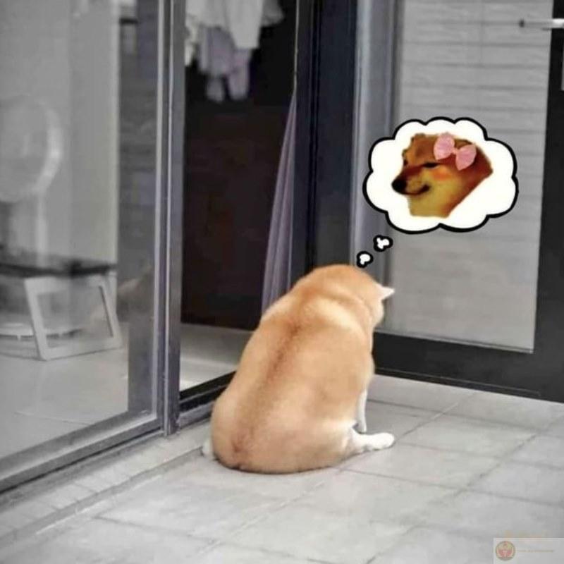 Người ta cute kiểu khác, tui cute kiểu Cheems