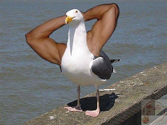 Bộ sưu tập 87+ Hello Kitty cơ bắp meme chất như nước cất