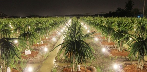 Thực tế chong đèn cho thanh long ở Bình Thuận