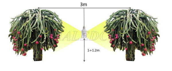 Độ cao treo đèn trồng thanh long