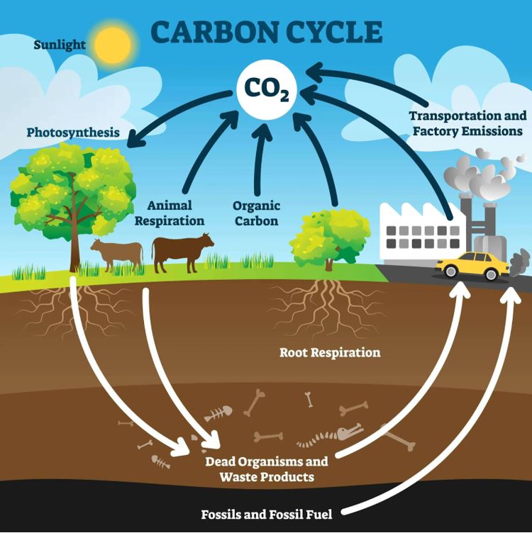 Chu trình Cacbon trong sinh quyển