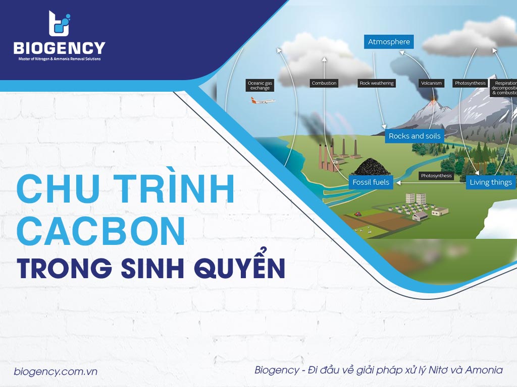 Chu trình Cacbon trong sinh quyển
