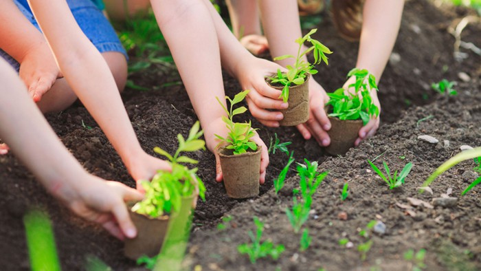 Trồng cây xanh để bảo vệ môi trường