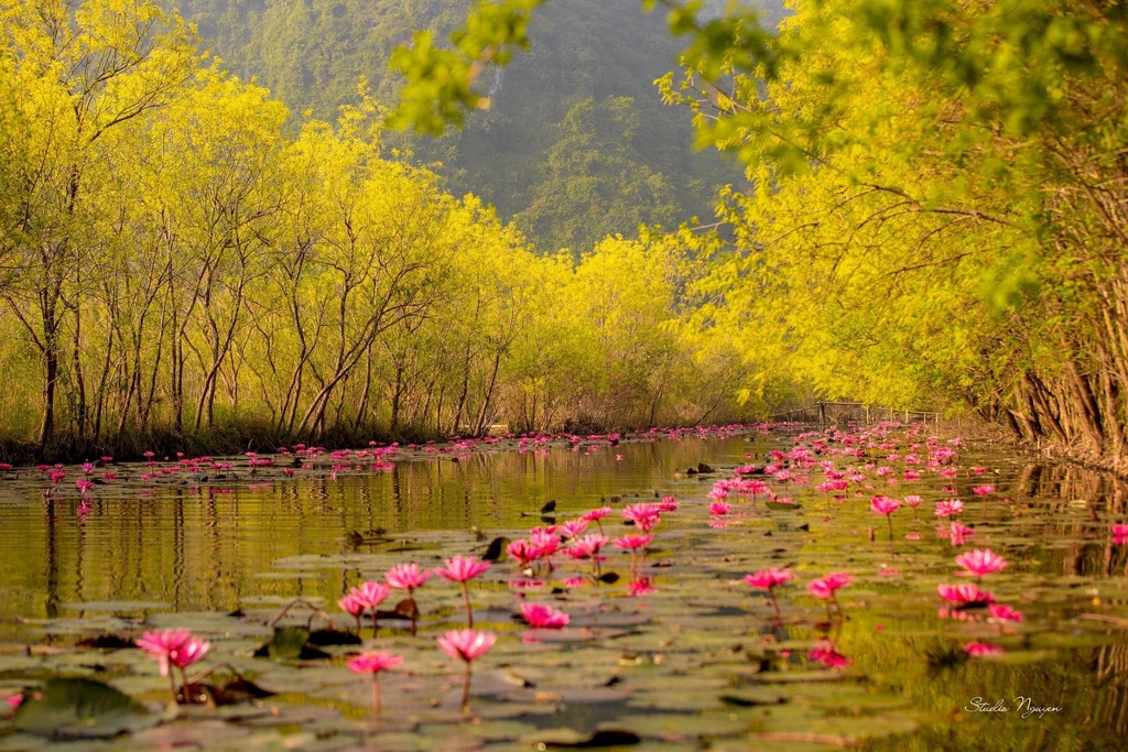 Tour chụp ảnh hoa súng chùa Hương 1 ngày - Thái An Travel 5