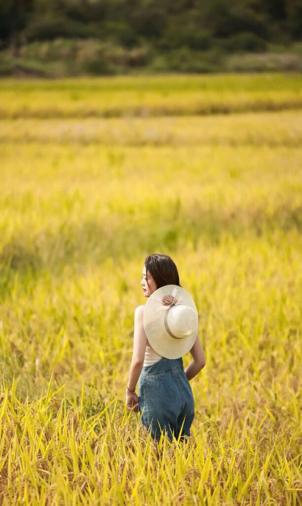 Concept chụp ảnh cánh đồng lúa