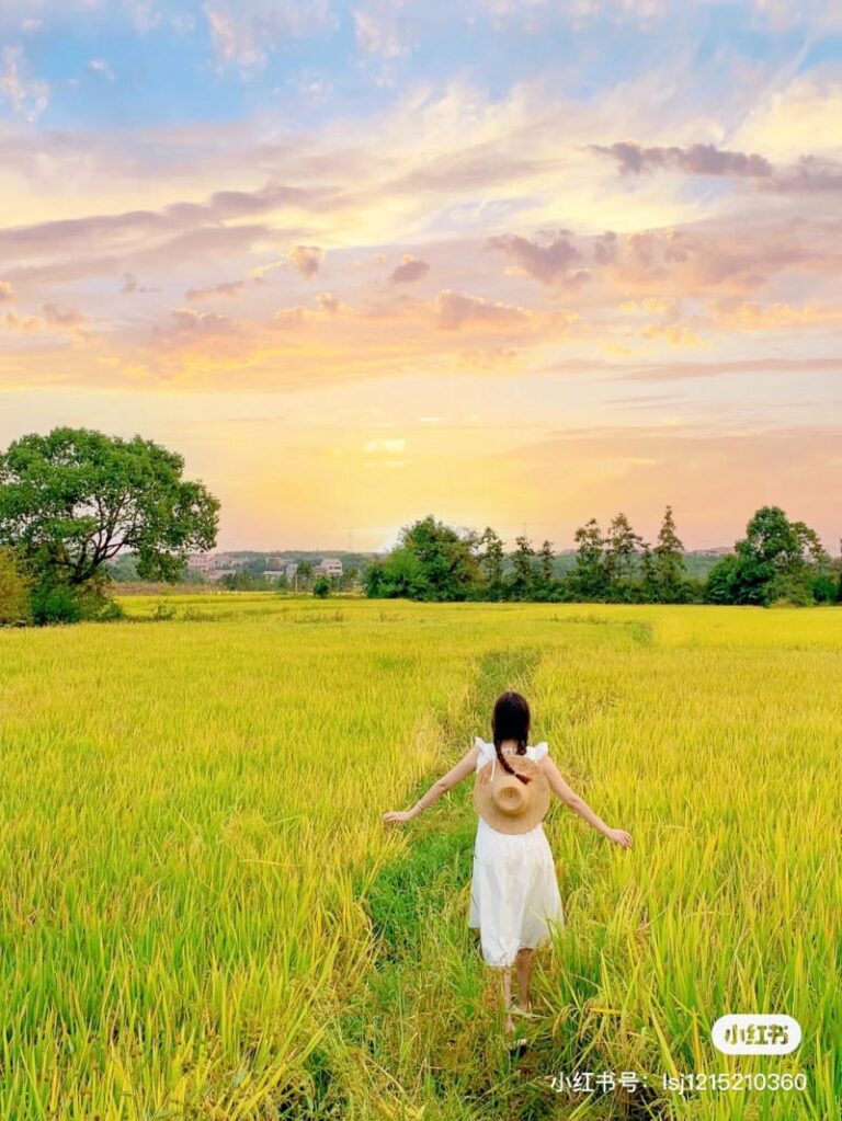 Concept chụp ảnh cánh đồng lúa