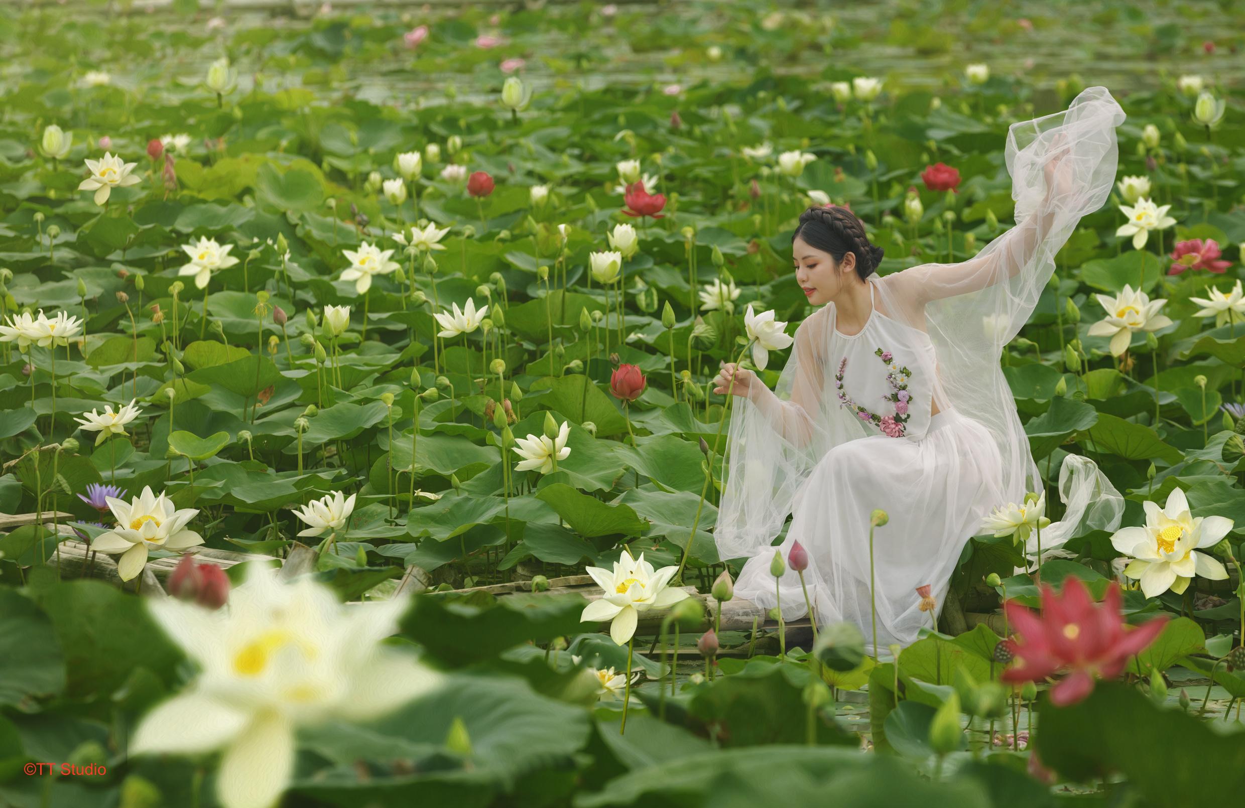 hình chụp hoa sen đẹp