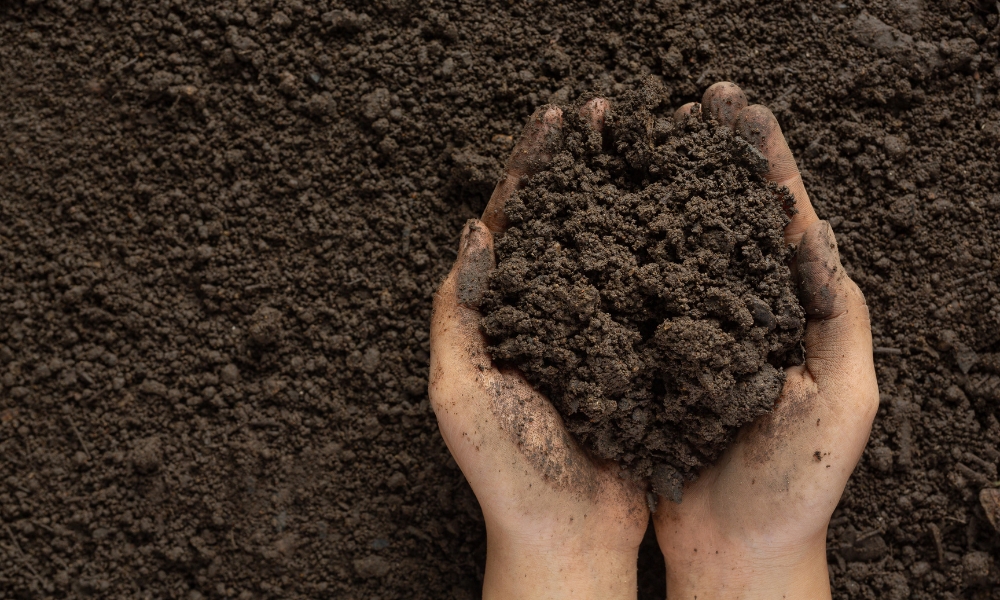 Có mấy cách bón phân? Nguyên tắc bón phân hiệu quả cho cây