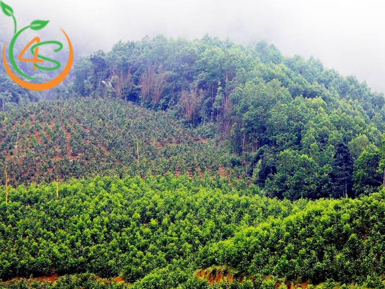 kỹ thuật trồng rừng