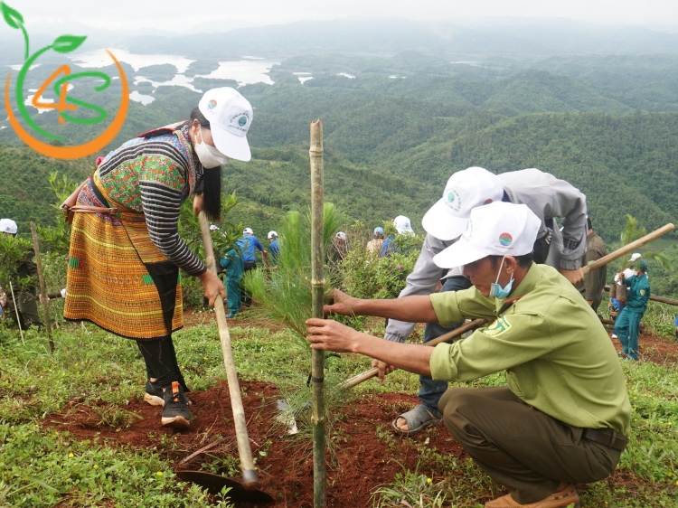 kỹ thuật trồng rừng