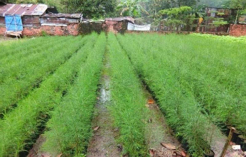 Trong rung cay gi hieu qua cay dac thu