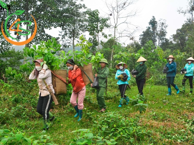 kỹ thuật trồng rừng