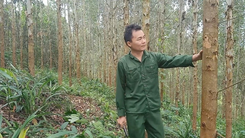 bạch đàn lấy gỗ