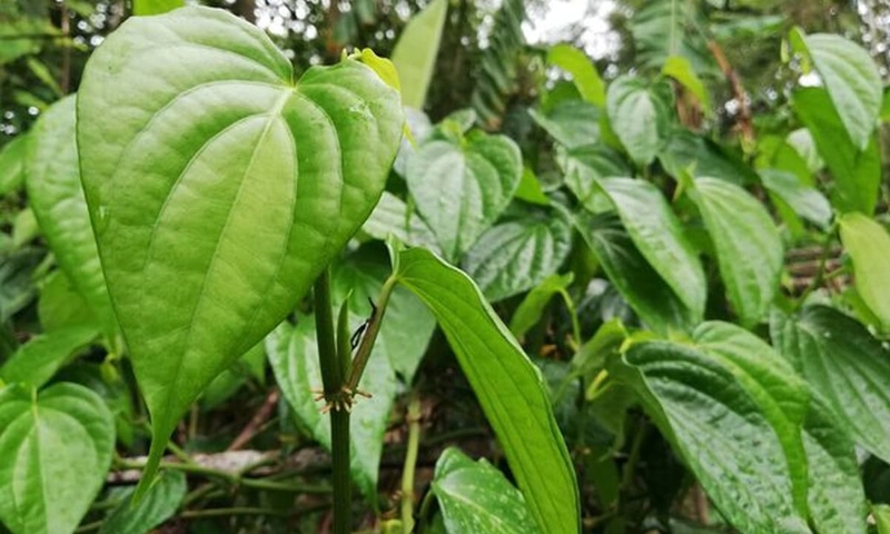 Mẹ bỉm có nên hơ than vùng kín sau sinh không? 5