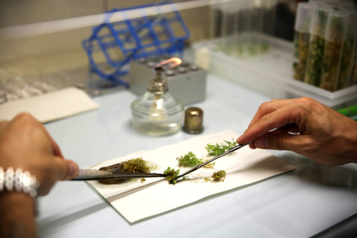 Cơ sở khoa học của nuôi cấy mô tế bào thực vật là gì?