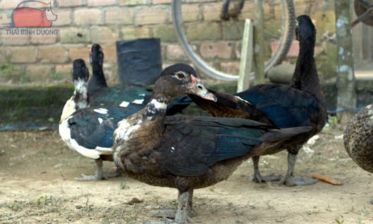 Đặc điểm của con vịt xiêm