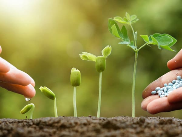 Công thức hóa học của muối ăn có thể làm phân bón cây