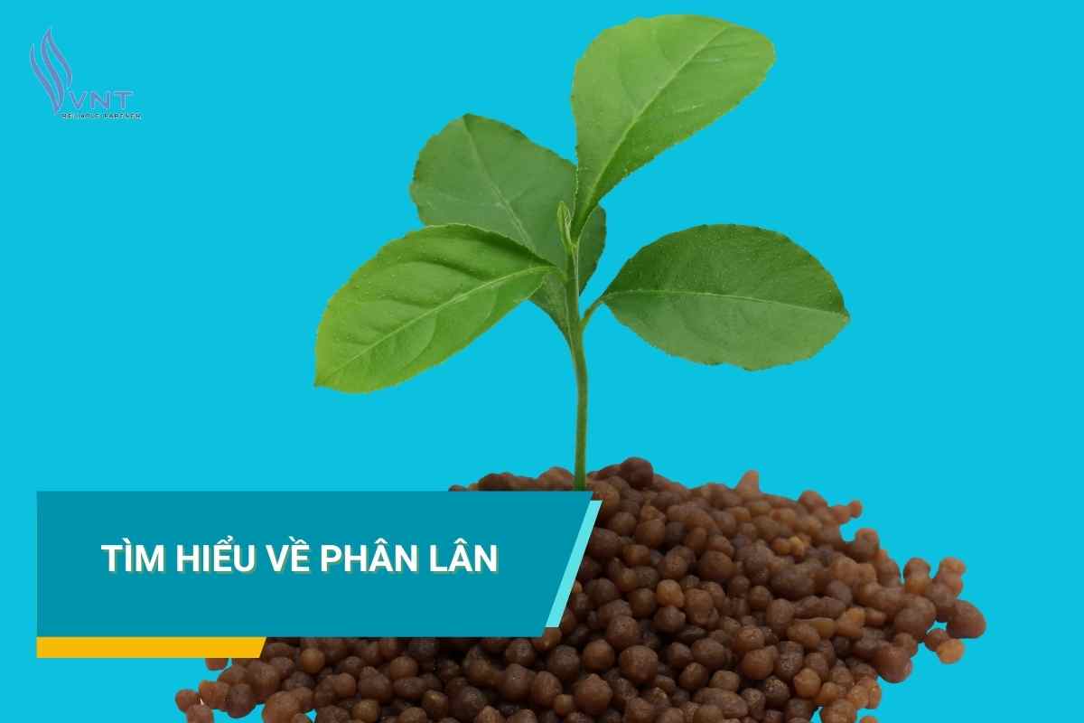 PHÂN LÂN LÀ GÌ? TỔNG HỢP CÁC LOẠI PHÂN LÂN PHỔ BIẾN TRÊN THỊ TRƯỜNG