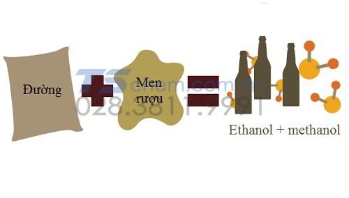 SỰ KHÁC NAHU CỦA ETHANOL VÀ METHANOL